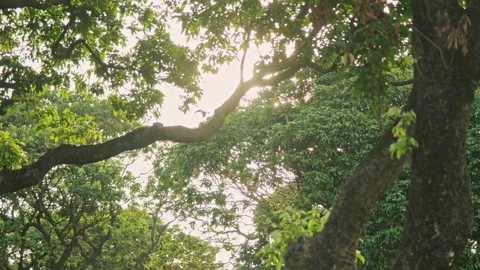 Forest Sweep: Low Angle Pan of Ancient Tree Trunks, Tranquil Atmosphere 스톡 동영상 321198806