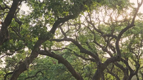 Forest Sweep: Low Angle Pan of Ancient Tree Trunks, Tranquil Atmosphere 스톡 동영상 321199595