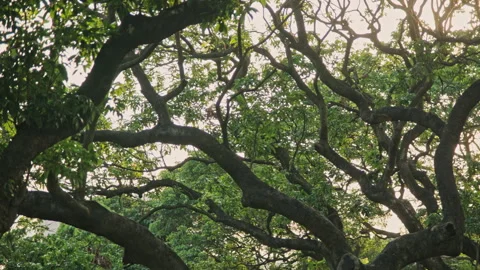 Forest Sweep: Low Angle Pan of Ancient Tree Trunks, Tranquil Atmosphere Stock Footage 321200618