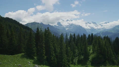 Forest in the Swiss Alps Stock Footage 219713586
