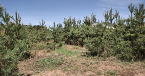 Forest Symphony: Exploring Nature's New Growth Stock Footage 243413058