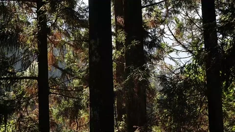Forest in Taiwan HD 36 Stock Footage 145431687