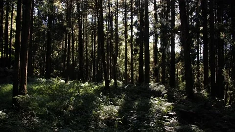 Forest in Taiwan HD 41 Stock-Footage 145431664