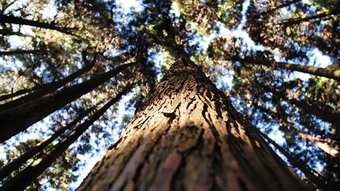 Forest in Taiwan HD 42 Stock Footage 145431649