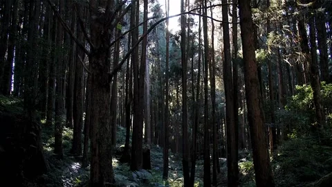 Forest in Taiwan HD 46 Stock Footage 145431669