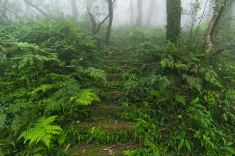 Forest in taiwan Stock Photos