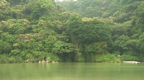 Forest by Taiwan River Stock Footage 41383062