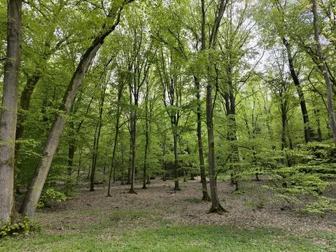 Forest with tall deciduous trees Stock-Fotos