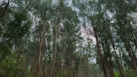 A forest with tall eucalyptus trees. Stock-Footage 333404123