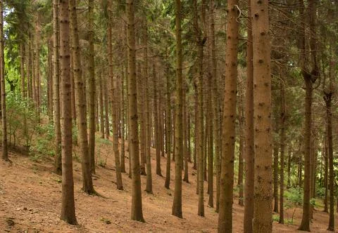 Forest with tall, narrow trees Foto stock