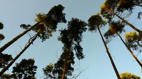 Forest of tall pine trees (circular pan) Stock Footage 10699396