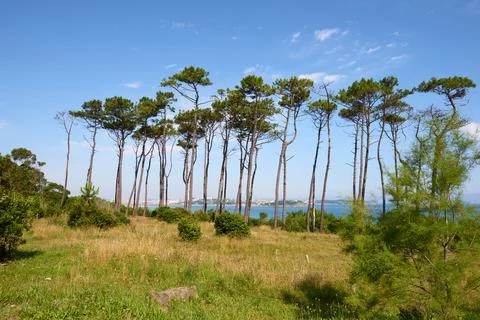 A forest with tall pine trees next to the sea under a beautiful blue sky. Stock Photos