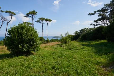 A forest with tall pine trees next to the sea under a beautiful blue sky. Stock Photos