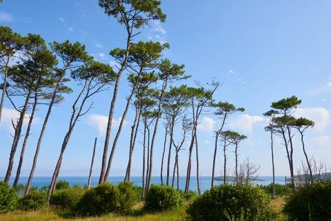 A forest with tall pine trees next to the sea under a beautiful blue sky. Stock Photos