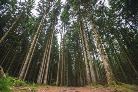 Forest with tall pine trees Stock Photos