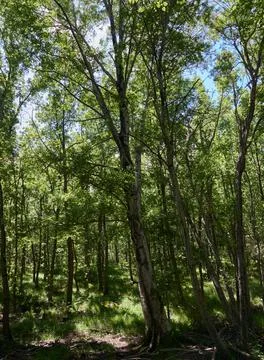 A forest of tall poplars in spring Stock Photos