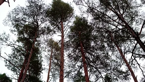 Forest of tall red pines seen from below. Stock Footage 219029113
