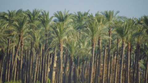 A forest of tall, slender palm trees with green tops under a bright blue sky. Stock Footage 307350152