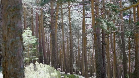 Forest of tall, thin trees with dust motes floating in the air. Stock Footage 153931851