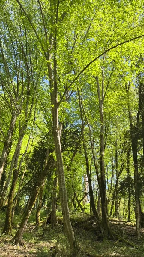 Forest with tall trees and bright green leaves Vídeos de archivo 334705289