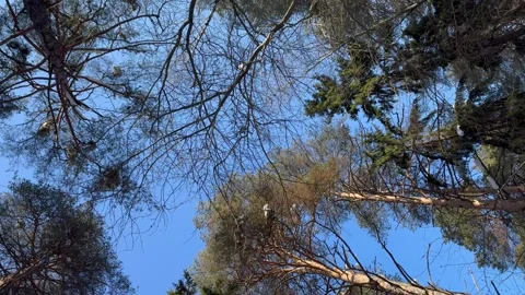 A forest with tall trees and a clear blue sky Stock Footage 269625055