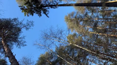 A forest with tall trees and a clear blue sky Vidéo 270259686
