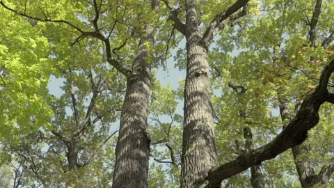 A forest with tall trees and a clear blue sky 動画素材 318414997