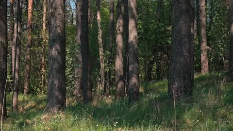 A forest with tall trees and green grass is shown under bright sunlight. The Stock Footage 339090429