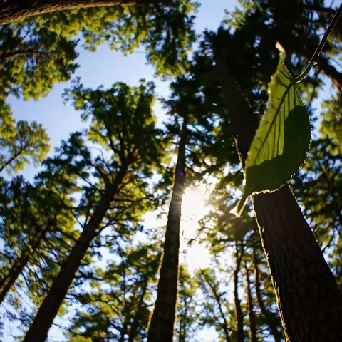 Forest with Tall Trees and Sunlight Filtering Through Leaves Stock Footage 302184720