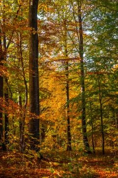 Forest with tall trees in the fall Stock Photos