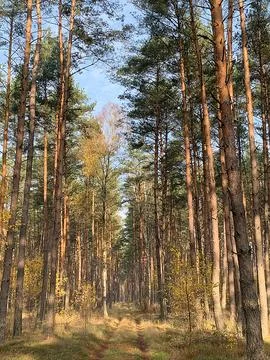 Forest, tall trees in the forest Stock Photos