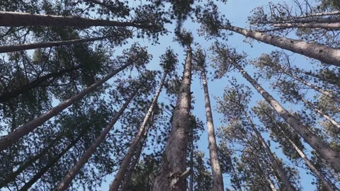 Forest With Tall Trees Looking Up Skyward Spinning Stock Footage 169722352