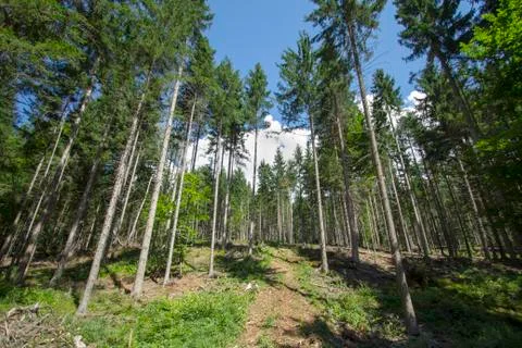 Forest with tall trees Stock Photos