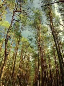 Forest with tall trees 写真素材