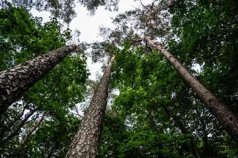 A forest with tall trees. Pine tree view from bottom to top Stock Photos