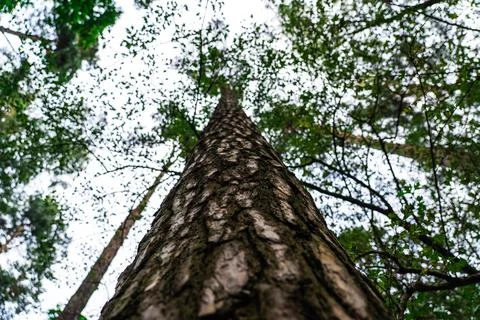 A forest with tall trees. Pine tree view from bottom to top Stock Photos