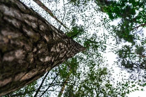 A forest with tall trees. Pine tree view from bottom to top Stock Photos