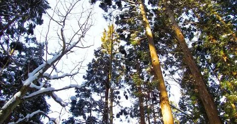A forest of tall trees is seen from a low angle Stock Photos