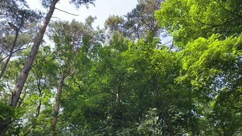 Forest tall trees sun light beaming through the leaves Video stock 137188318