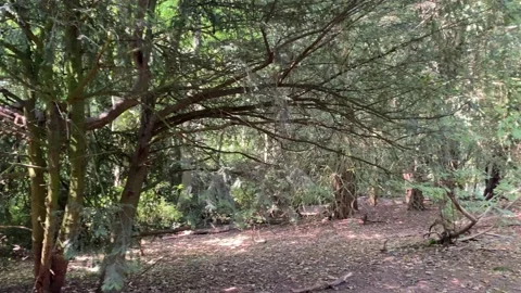 Forest tall trees sun light beaming through the leaves Video stock 137188526