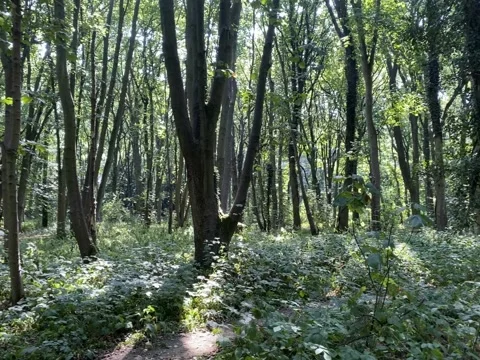 Forest tall trees sun light beaming through the leaves Video stock 137188589