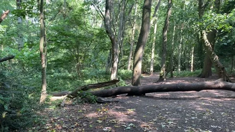 Forest tall trees sun light beaming through the leaves 스톡 동영상 137188755