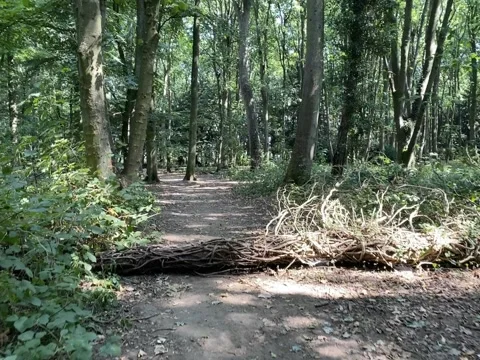 Forest tall trees sun light beaming through the leaves Video stock 137188903
