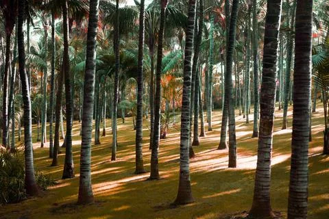 Forest of tall trees with sun rays Stock Photos