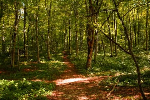 A forest of tall trees. A wide path winds through the trees, trodden by people Stock Photos