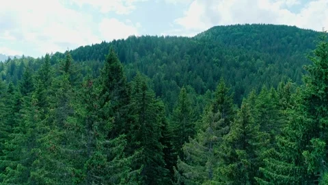 Forest of tarvisio, ascending over the trees Stock Footage 274648961