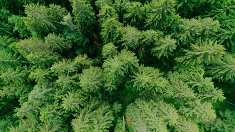 Forest of tarvisio, closing and rotating Stock Footage 274648669