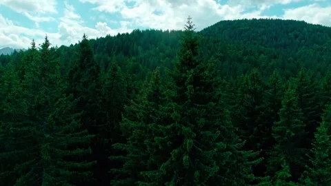 Forest of tarvisio, drone panning, cloudy sky Stock Footage 274651230