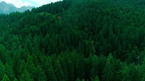 Forest of tarvisio, drone shot, left to right pan Stock Footage 274649252