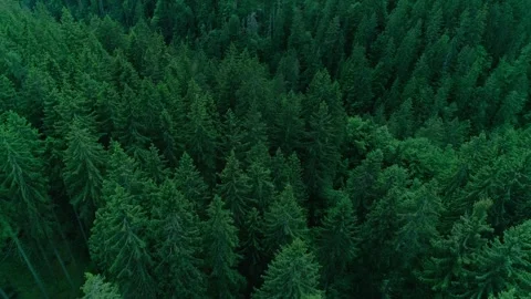 Forest of tarvisio, drone shot, low angle, tree top Stock Footage 274648793